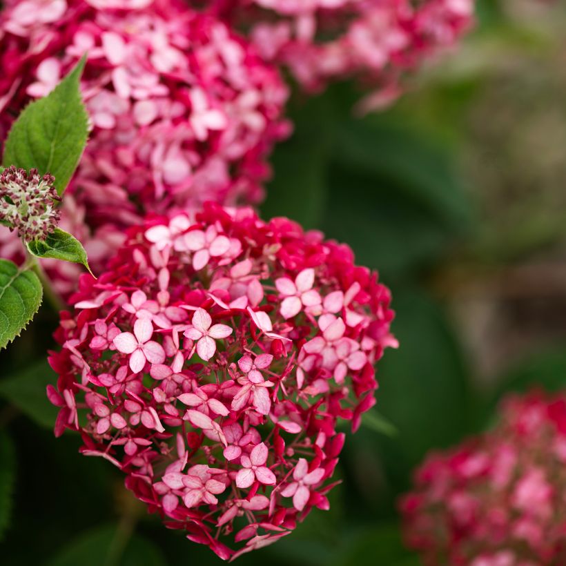 Pallohortensia Ruby Annabelle (Kukinta)