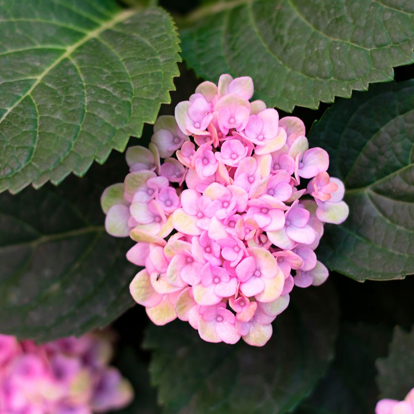 Pallohortensia Sweet Annabelle (Lehvistö)