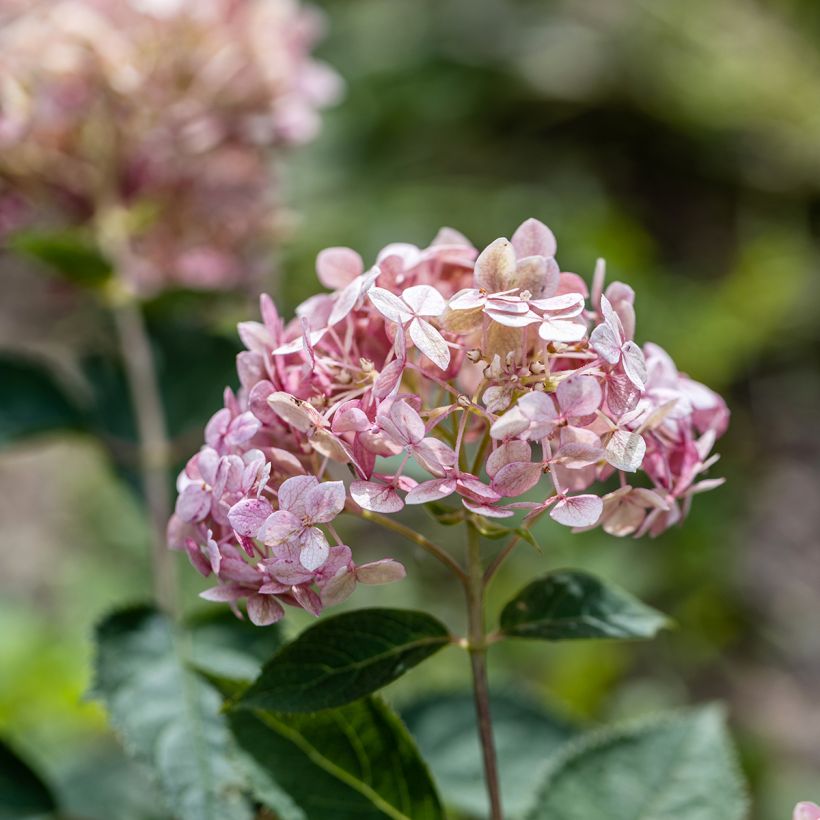 Pallohortensia Sweet Annabelle (Kukinta)