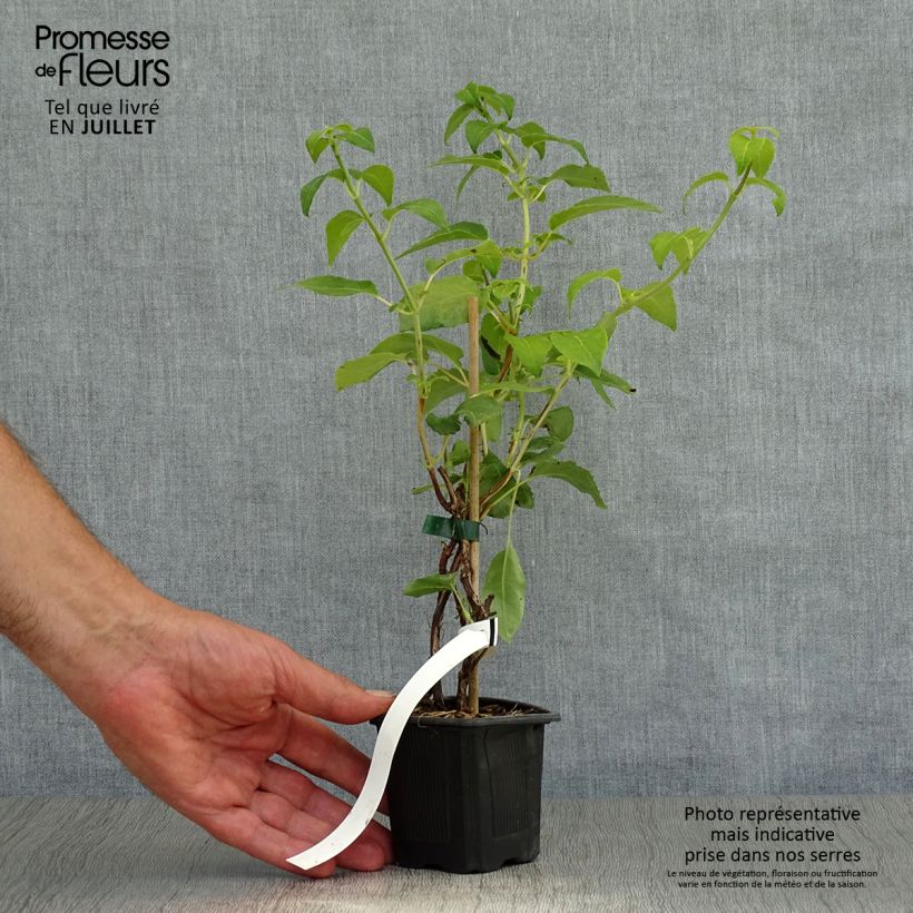 Esimerkki kesällä toimitetusta Köynnöshortensia ssp. petiolaris 8/9 cm taimiruukku-taimesta