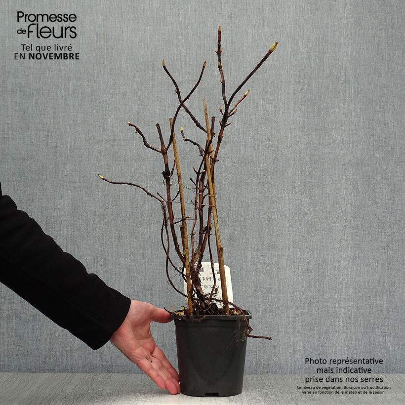 Esimerkki syksyllä toimitetusta Köynnöshortensia - Hydrangea anomala subsp. petiolaris 2 litran/3 litran ruukku-taimesta