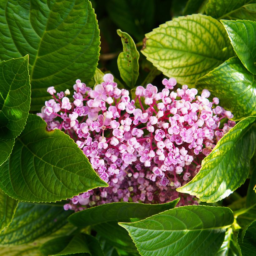 Jalohortensia Ayesha (Lehvistö)
