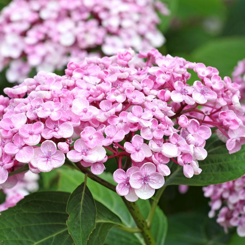 Jalohortensia Ayesha (Kukinta)