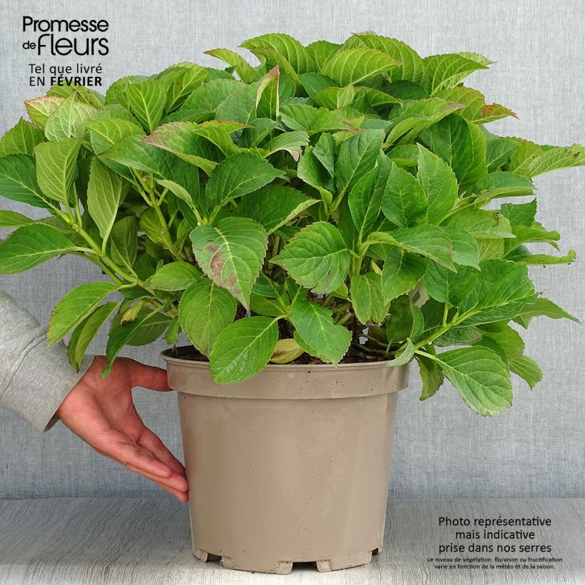Esimerkki syksyllä toimitetusta Jalohortensia Eughen Hahn 7,5 litran / 10 litran ruukku-taimesta