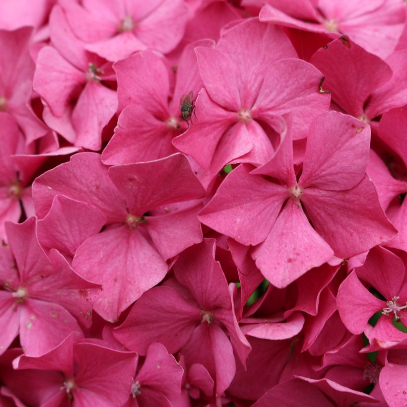 Jalohortensia King George V (Kukinta)
