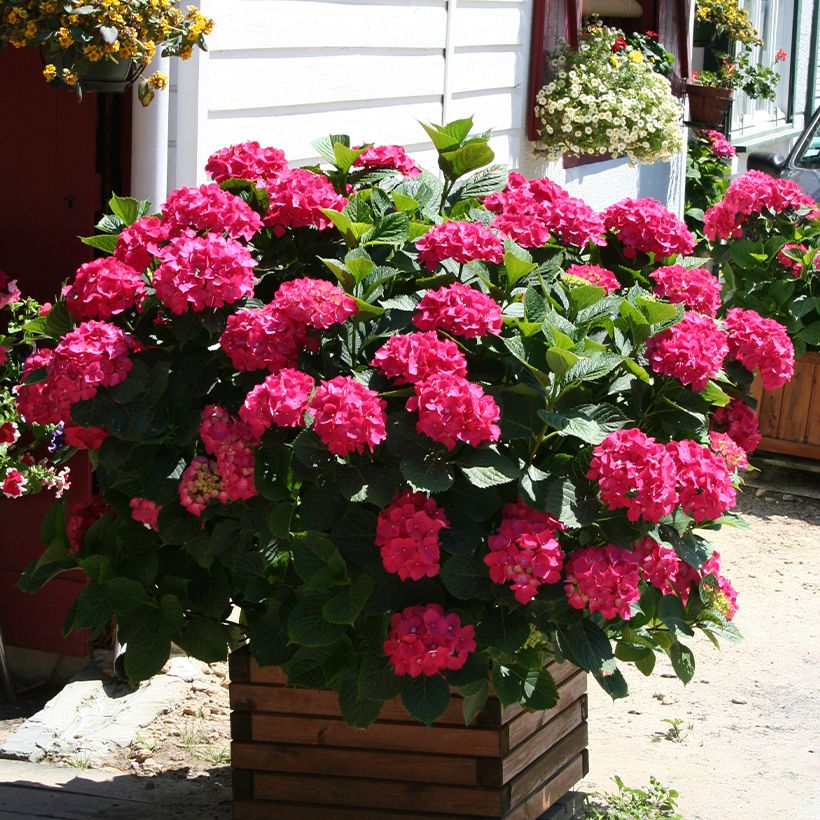 Jalohortensia King George V (Kasvutapa)