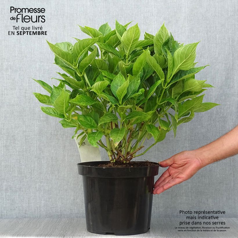 Esimerkki syksyllä toimitetusta Jalohortensia Lanarth White 7,5 litran / 10 litran ruukku-taimesta