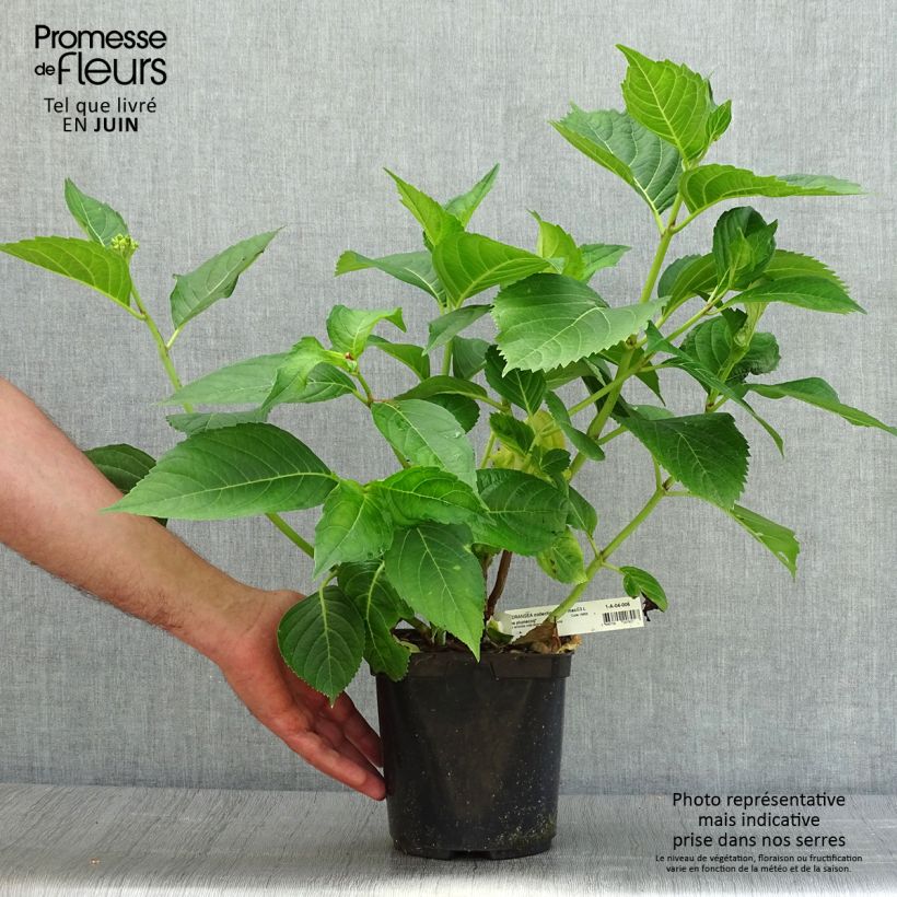 Esimerkki kesällä toimitetusta Jalohortensia Madame Plumecoq 2 litran/3 litran ruukku-taimesta