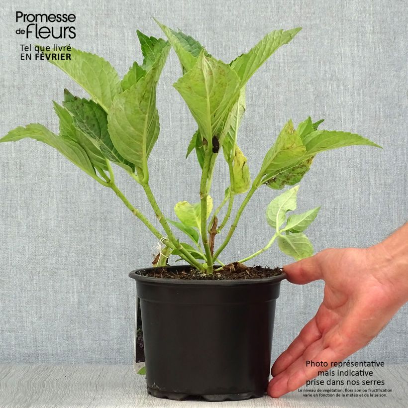 Esimerkki syksyllä toimitetusta Jalohortensia Mariesii Perfecta 2 litran/3 litran ruukku-taimesta