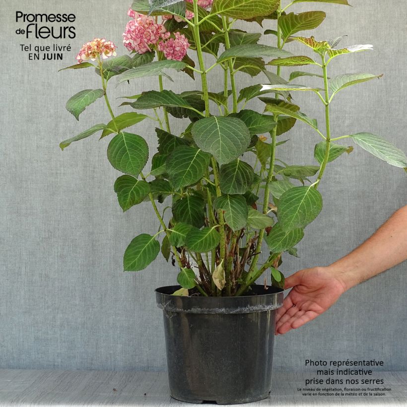 Esimerkki kesällä toimitetusta Jalohortensia Miss Saori 7,5 litran / 10 litran ruukku-taimesta
