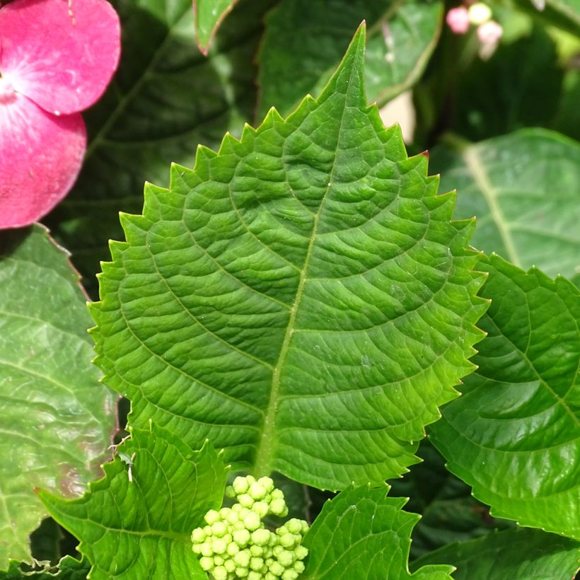 Jalohortensia Teller Red (Lehvistö)