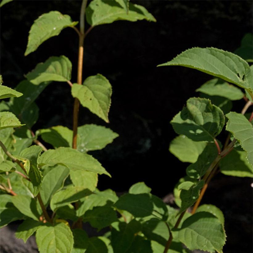 Syyshortensia Burgondy Lace (Lehvistö)