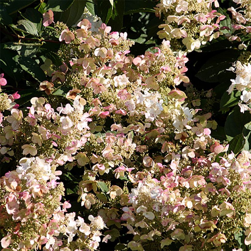Syyshortensia Burgondy Lace (Kukinta)
