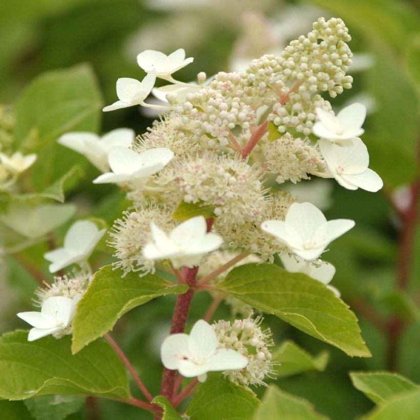 Syyshortensia Tardiva (Kukinta)