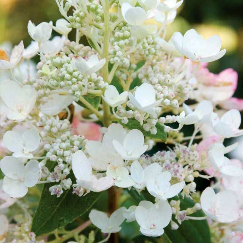 Syyshortensia Tickled Pink (Kukinta)