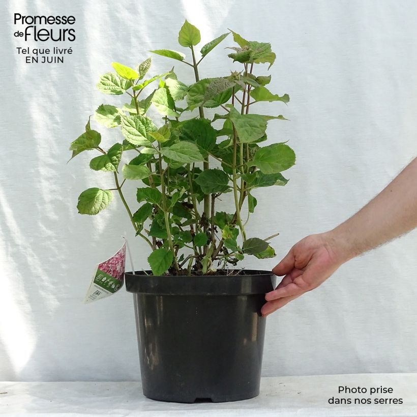 Esimerkki kesällä toimitetusta Pallohortensia Sweet Annabelle 7,5 litran / 10 litran ruukku-taimesta