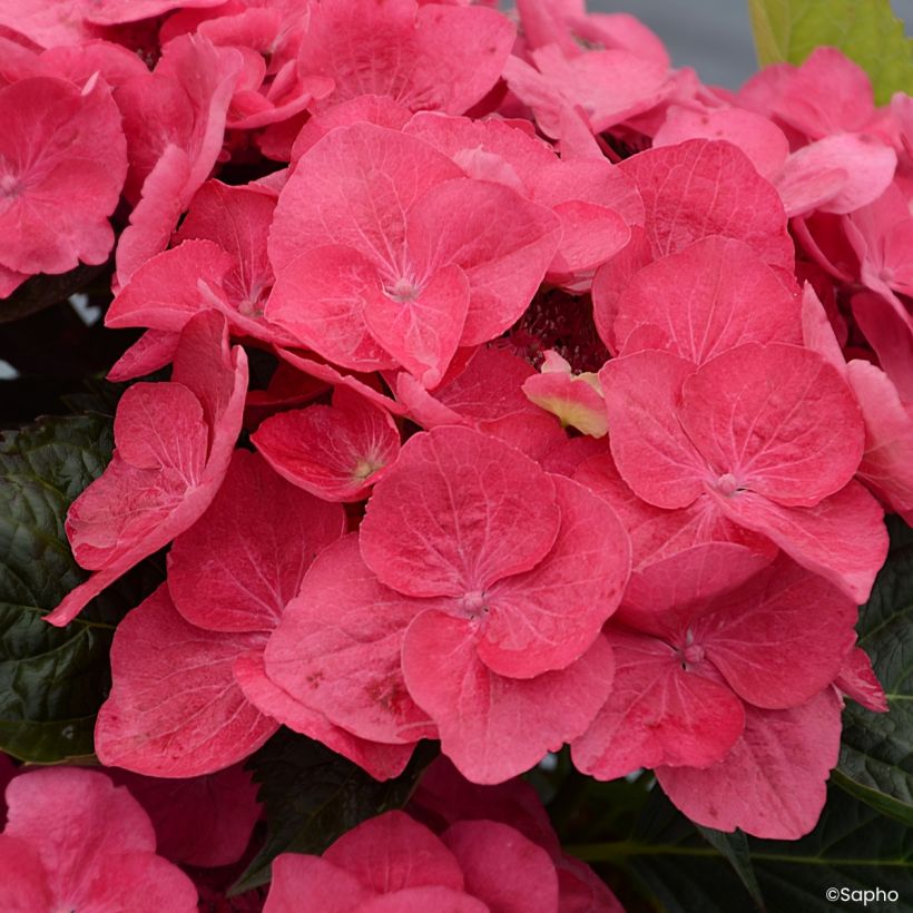 Jalohortensia Dolce Fragola (Kukinta)