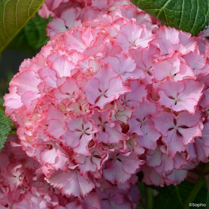 Jalohortensia So Long Sunny (Kukinta)