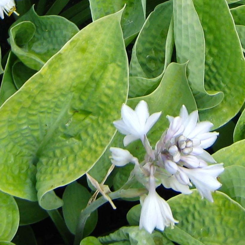 Kuunlilja Abiqua Ariel (Kukinta)