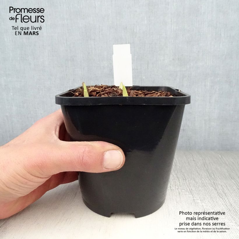 Esimerkki keväällä toimitetusta Kuunlilja Adorable Pot de 1,5L/2L-taimesta