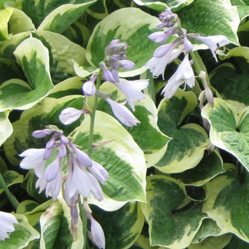 Kuunlilja Austin Dickinson (Kukinta)