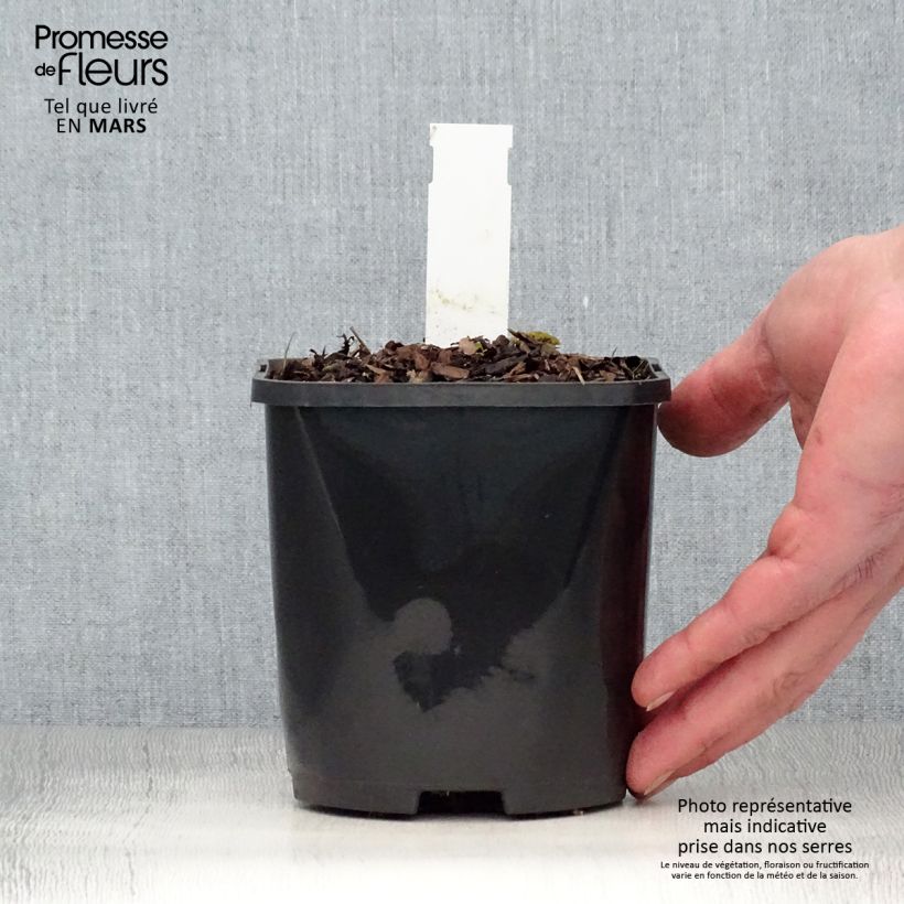 Esimerkki keväällä toimitetusta Kuunlilja Big Mama Pot de 1,5L/2L-taimesta