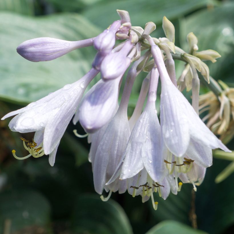 Kuunlilja Hosta Blue Angel (Kukinta)