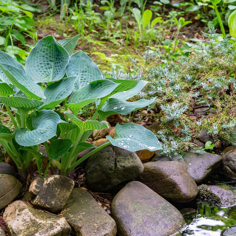 Kuunlilja Hosta Blue Angel (Kasvutapa)