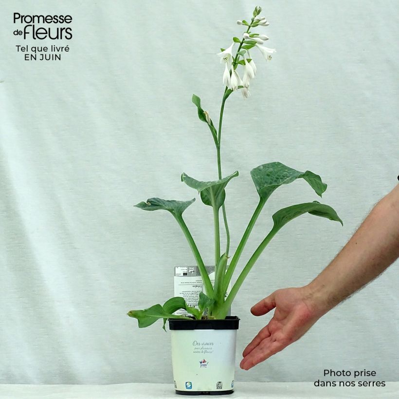 Esimerkki kesällä toimitetusta Kuunlilja Hosta Blue Angel Pot de 1,5L/2L-taimesta