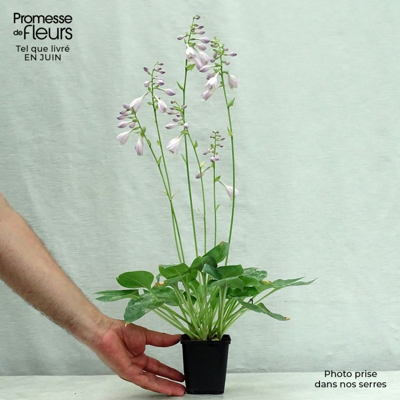 Esimerkki kesällä toimitetusta Kuunlilja Hosta Blue Cadet Godet de 8/9 cm-taimesta