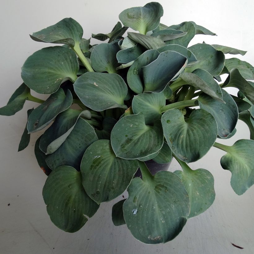 Kuunlilja Blue Mouse Ears (Kasvutapa)