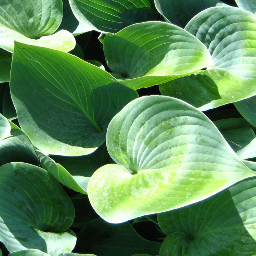 Kuunlilja Canadian Blue (Lehvistö)