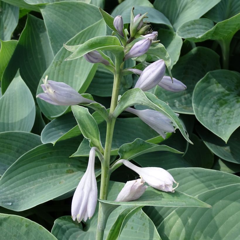 Kuunlilja Canadian Blue (Kukinta)