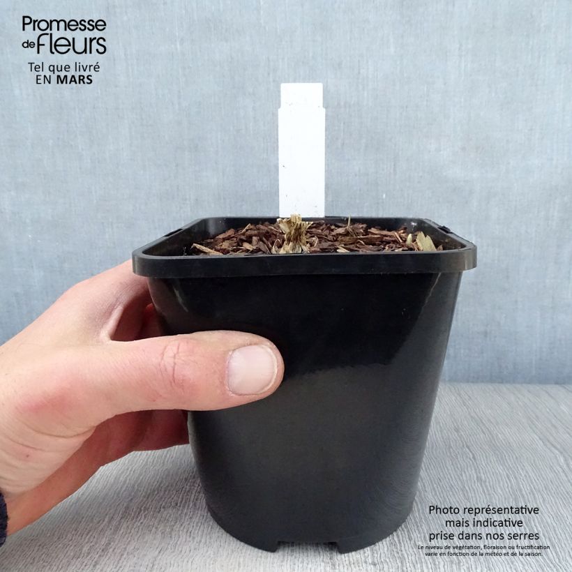 Esimerkki keväällä toimitetusta Kuunlilja Cathedral Windows Pot de 1,5L/2L-taimesta