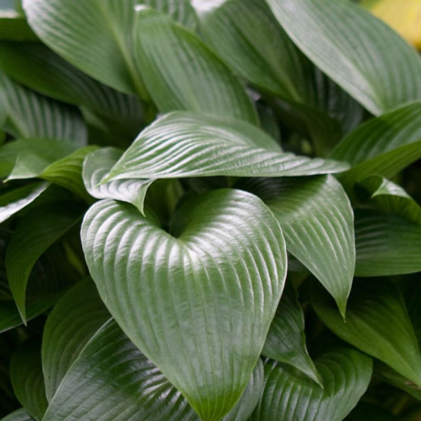 Kuunlilja Devon Green (Lehvistö)