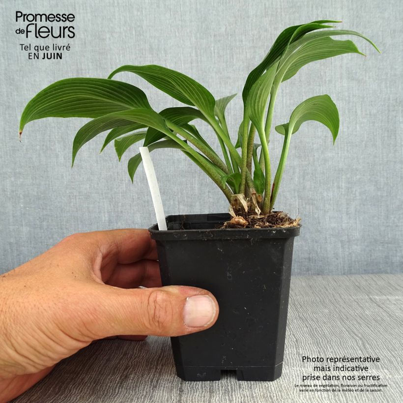 Esimerkki kesällä toimitetusta Kuunlilja Devon Green Taimiruukku 8/9 cm-taimesta