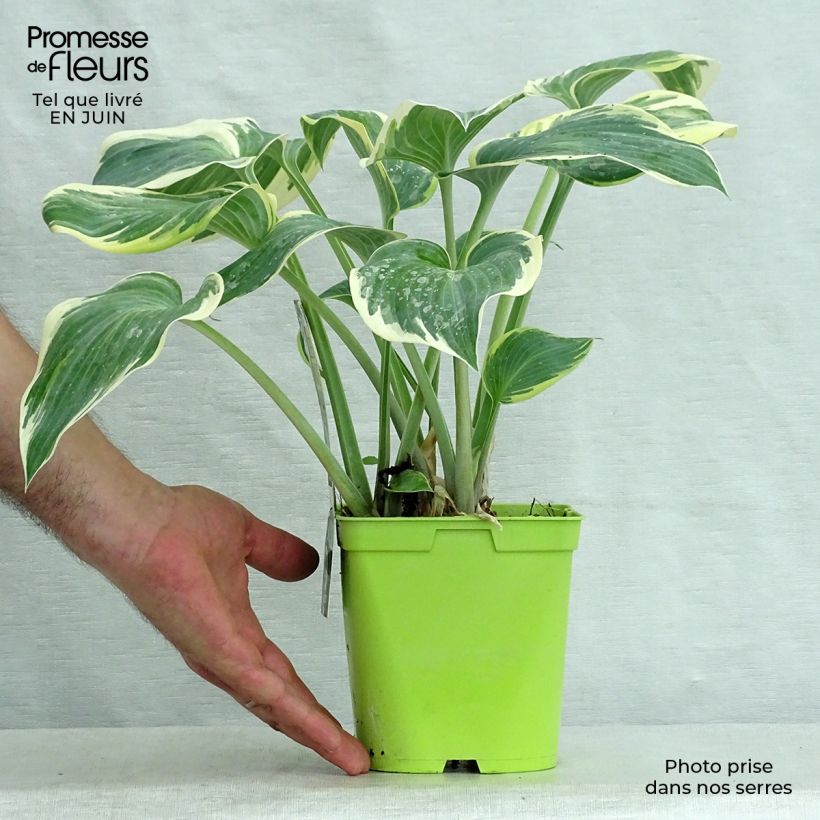 Esimerkki kesällä toimitetusta Kuunlilja First Frost Pot de 2L/3L-taimesta