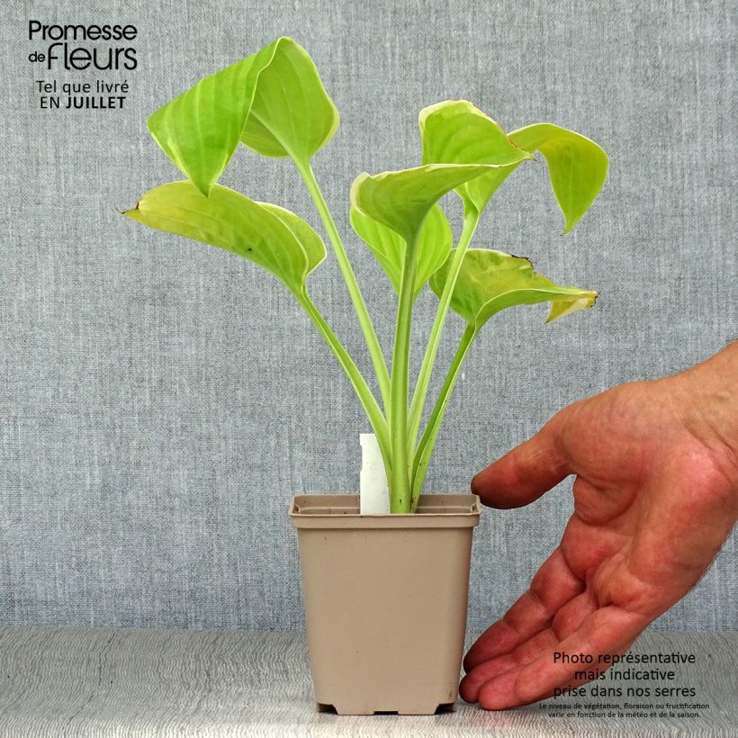 Esimerkki kesällä toimitetusta Kuunlilja Fragrant Bouquet Godet de 8/9 cm-taimesta