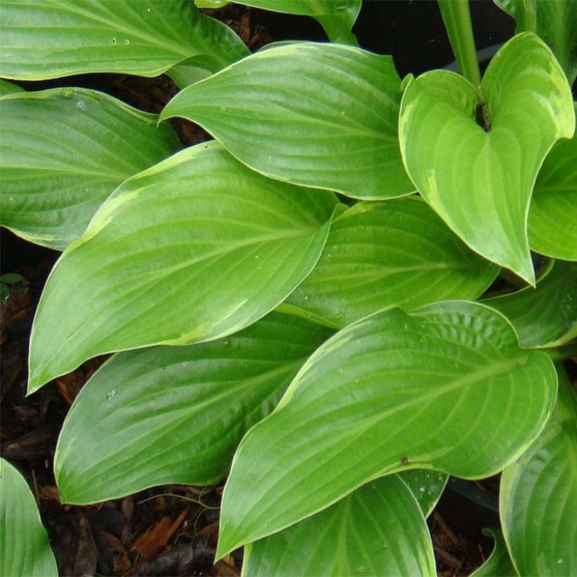 Kuunlilja Fragrant Fire (Lehvistö)
