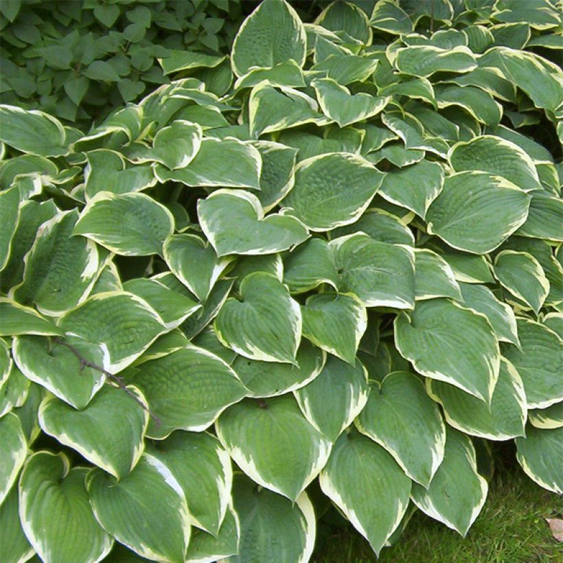 Kuunlilja Fringe Benefit (Kasvutapa)