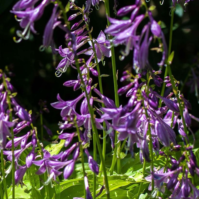 Kuunlilja Gold Edger (Kukinta)