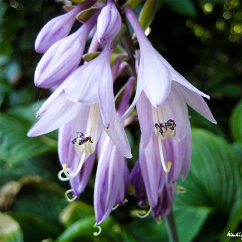 Kuunlilja Golden Tiara (Kukinta)