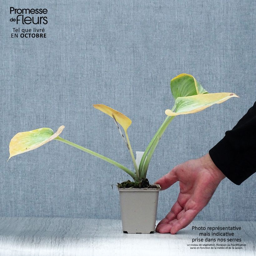Esimerkki syksyllä toimitetusta Kuunlilja Grand Marquee 8/9 cm taimiruukku-taimesta