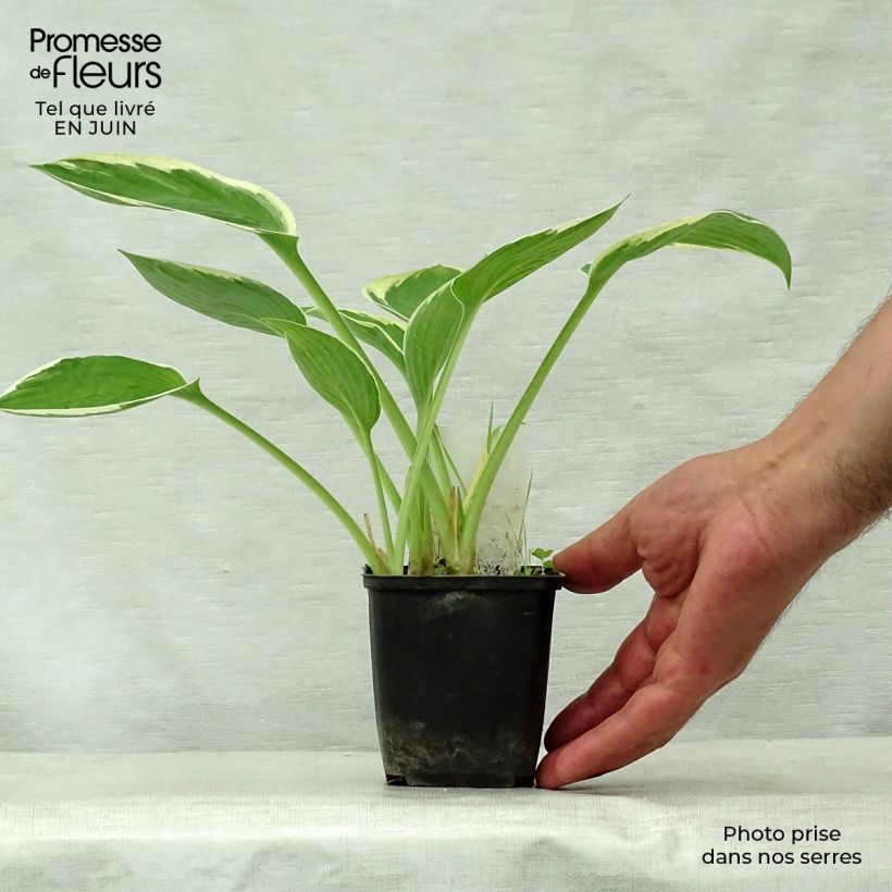 Esimerkki kesällä toimitetusta Kuunlilja Green Gold Godet de 8/9 cm-taimesta