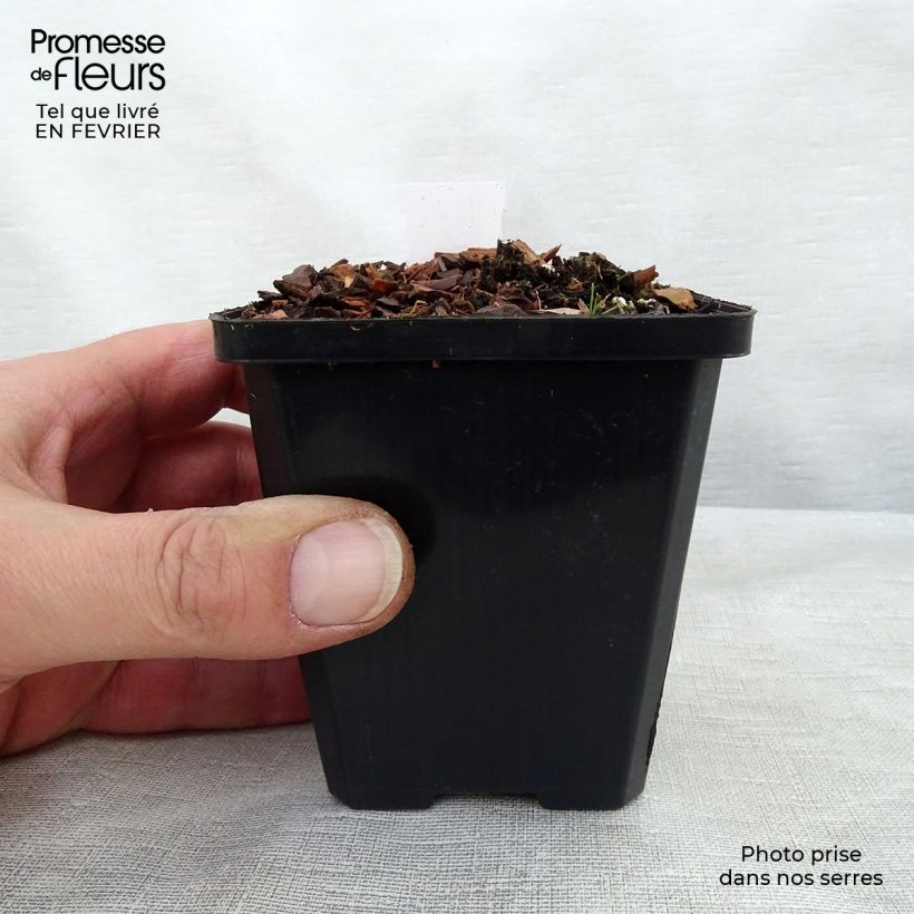 Esimerkki talvella toimitetusta Kuunlilja Ground Master 8/9 cm taimiruukku-taimesta