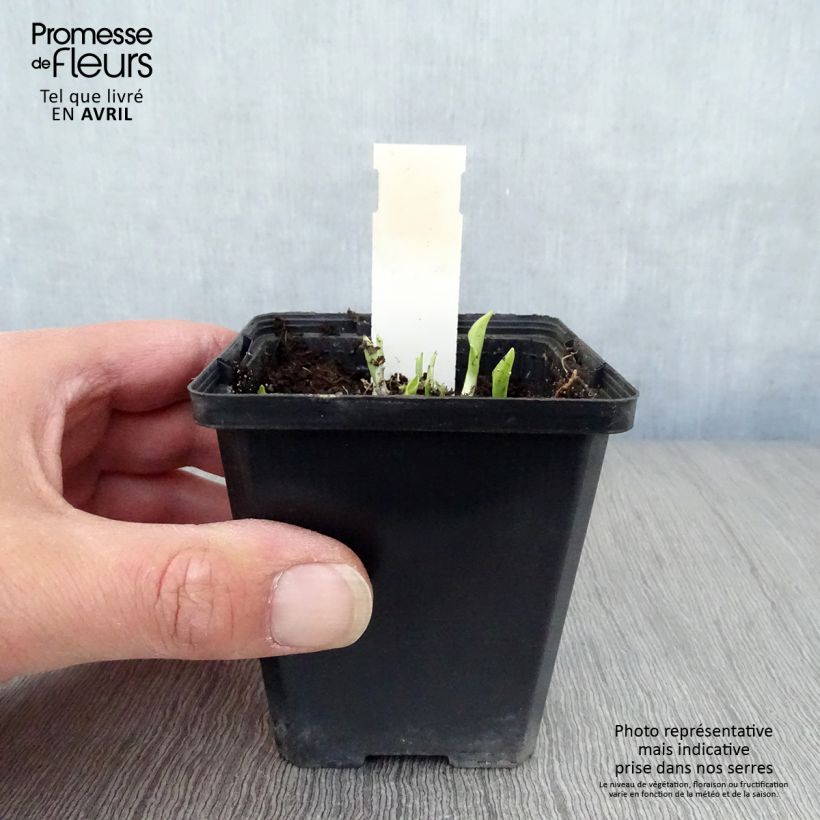 Esimerkki keväällä toimitetusta Kuunlilja Ground Master Godet de 8/9 cm-taimesta