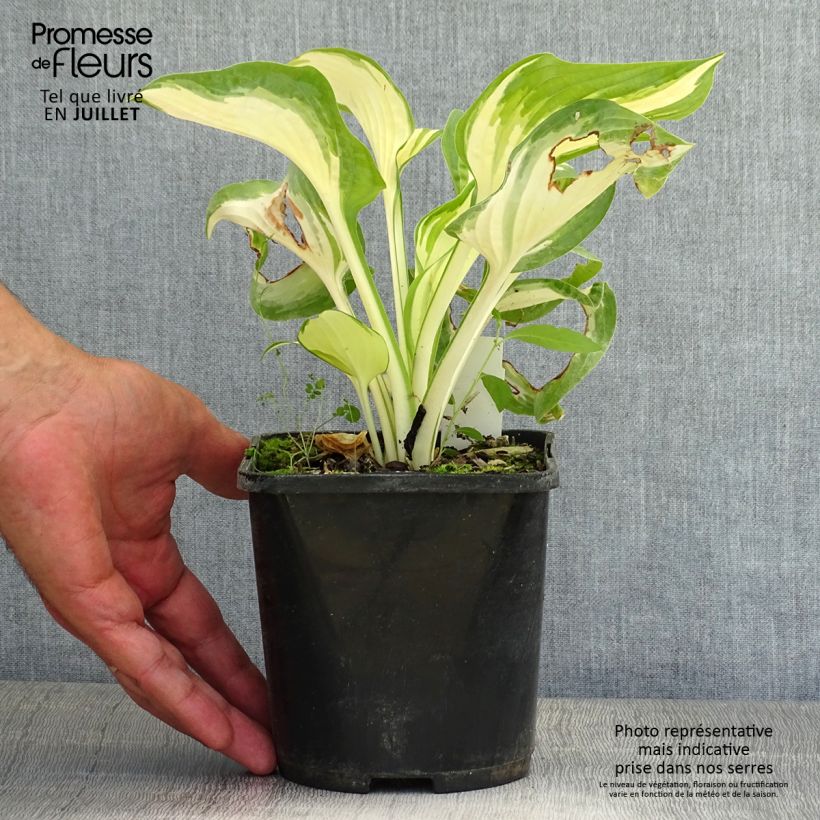 Esimerkki kesällä toimitetusta Hosta Hans Pot de 1,5L/2L-taimesta