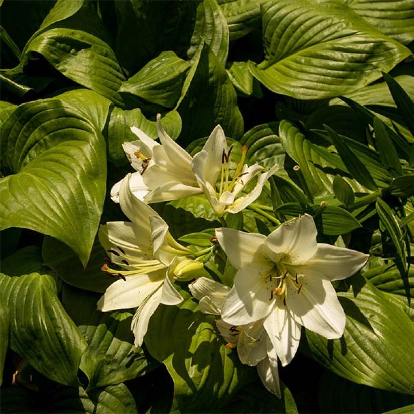 Kuunlilja Honeybells (Lehvistö)