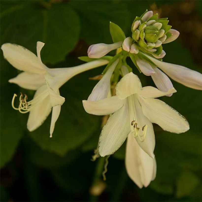 Kuunlilja Honeybells (Kukinta)