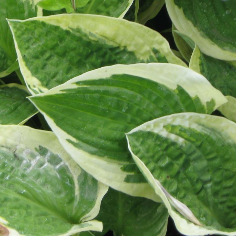 Kuunlilja Honeysong (Lehvistö)